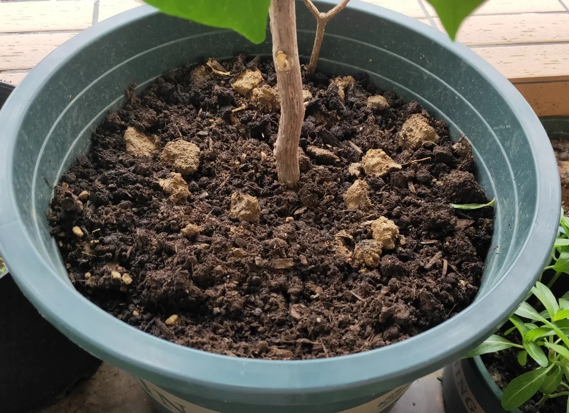 盆土硬得像石頭？澆碗自制的肥水，讓土壤松軟得像面包，種啥啥活