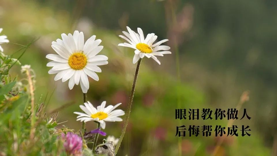 星期五大家早上好，送你一条暖心的问候语，看完心情快乐一整天图片