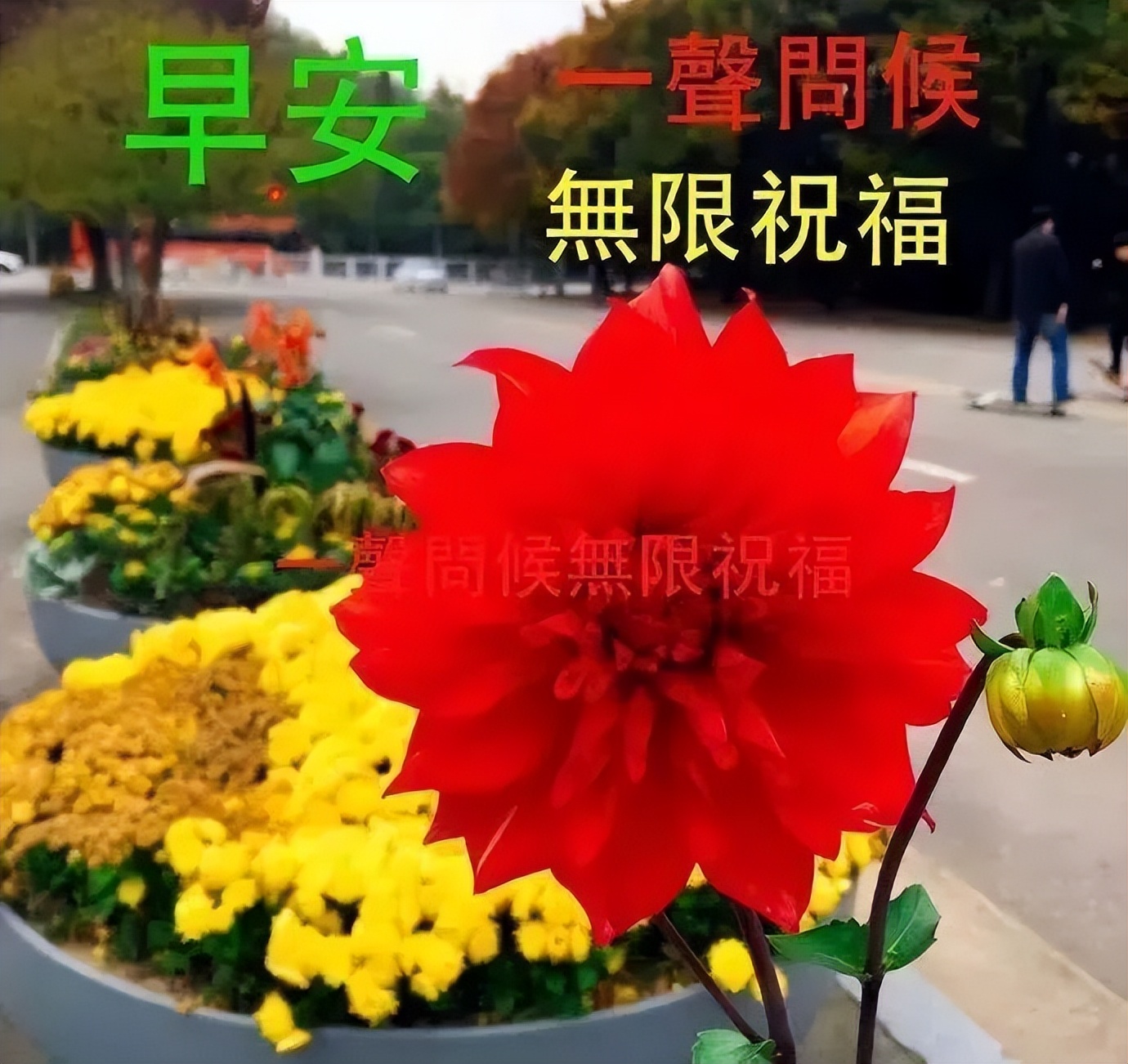 今日更新早上好表情包 早安问候祝福语句子，早安一生愿你好图片