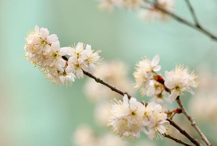 「诗词鉴赏」春有约 花不误，樱桃花竞相绽放，不负好春光