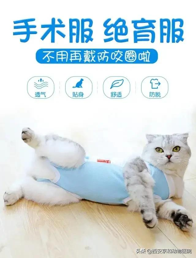猫咪到底该不该绝育？
