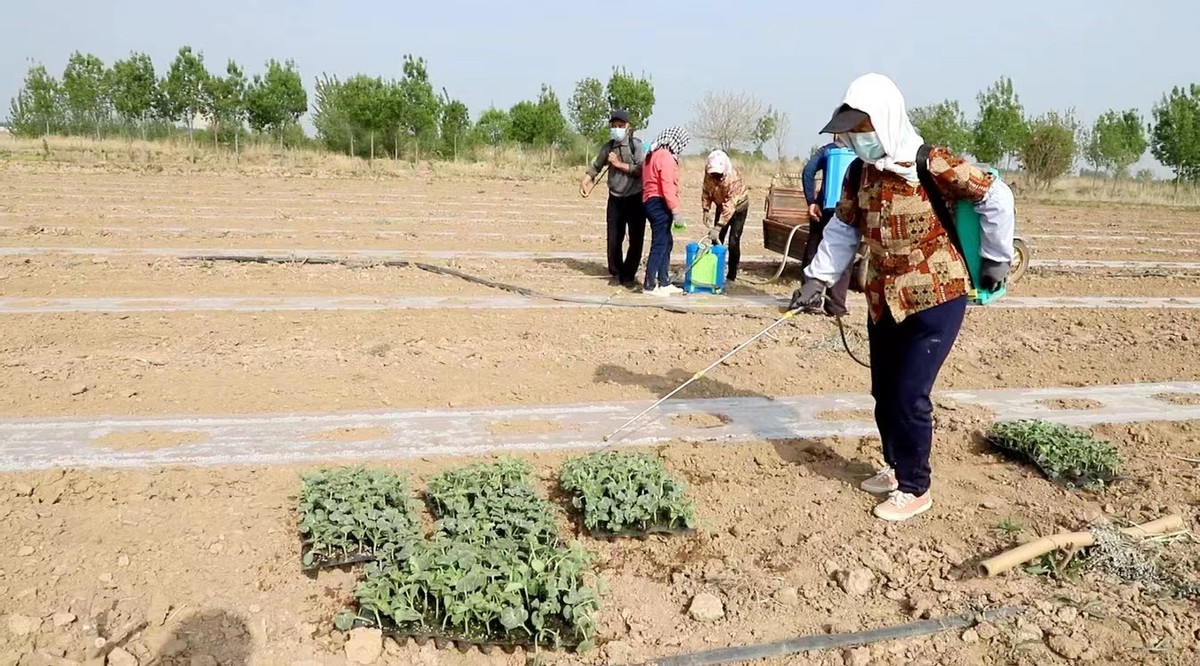 滨北街道徐家村：无花果地套种西瓜 一年增收50万元