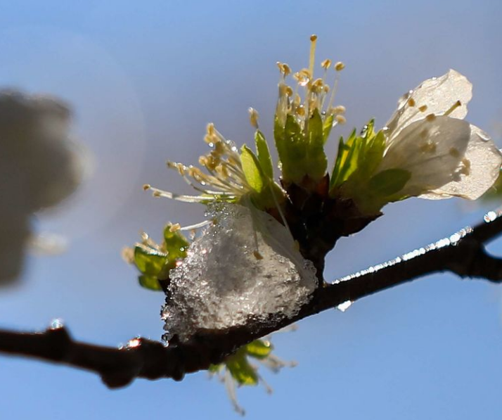 「诗词鉴赏」喜迎春雪，关于春雪的古诗词你知道多少？
