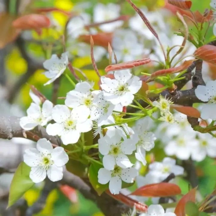 百花深处是庐江，邀您云赏春日梨花