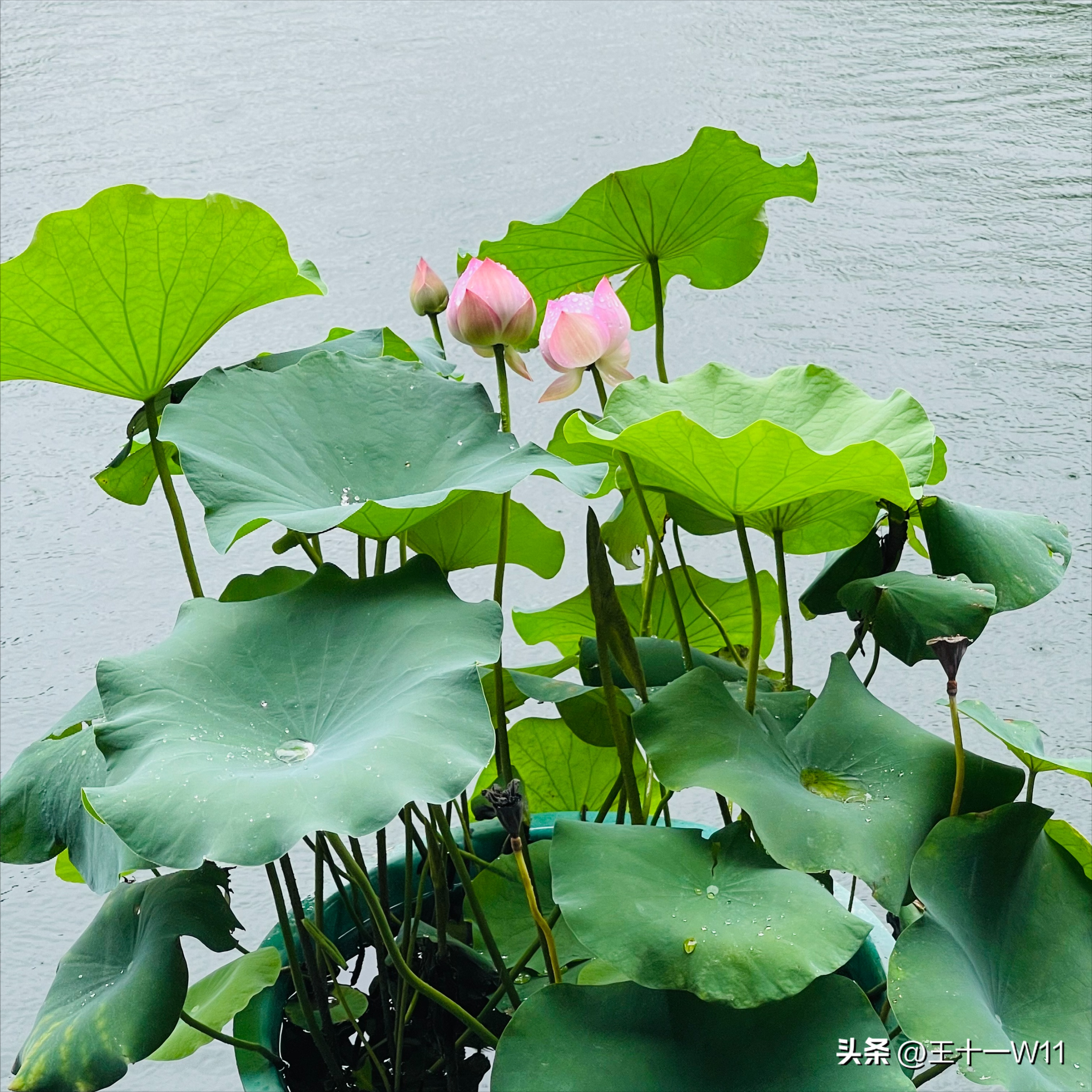 雨中漫步宝墨园，赏荷游船好惬意