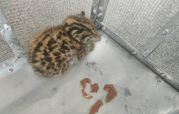 云南两人捡到1只豹猫幼崽，才一两个月大，这么可爱能养吗？