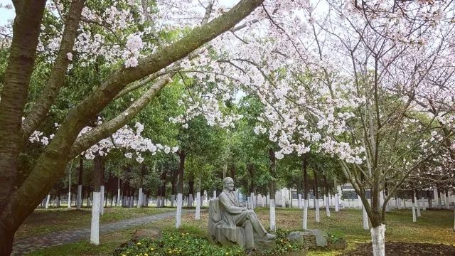 高清大图惊艳曝光！湖北高校“最美校花”比拼，个个颜值“天花板”！