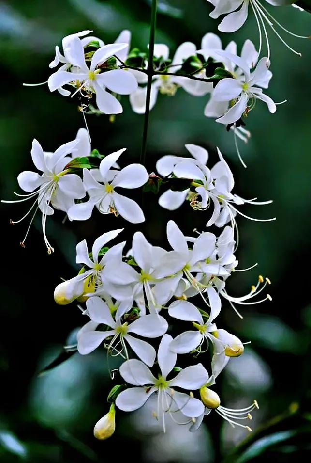 垂丝茉莉～花如蝴蝶翩翩舞,香似茉莉沁心脾