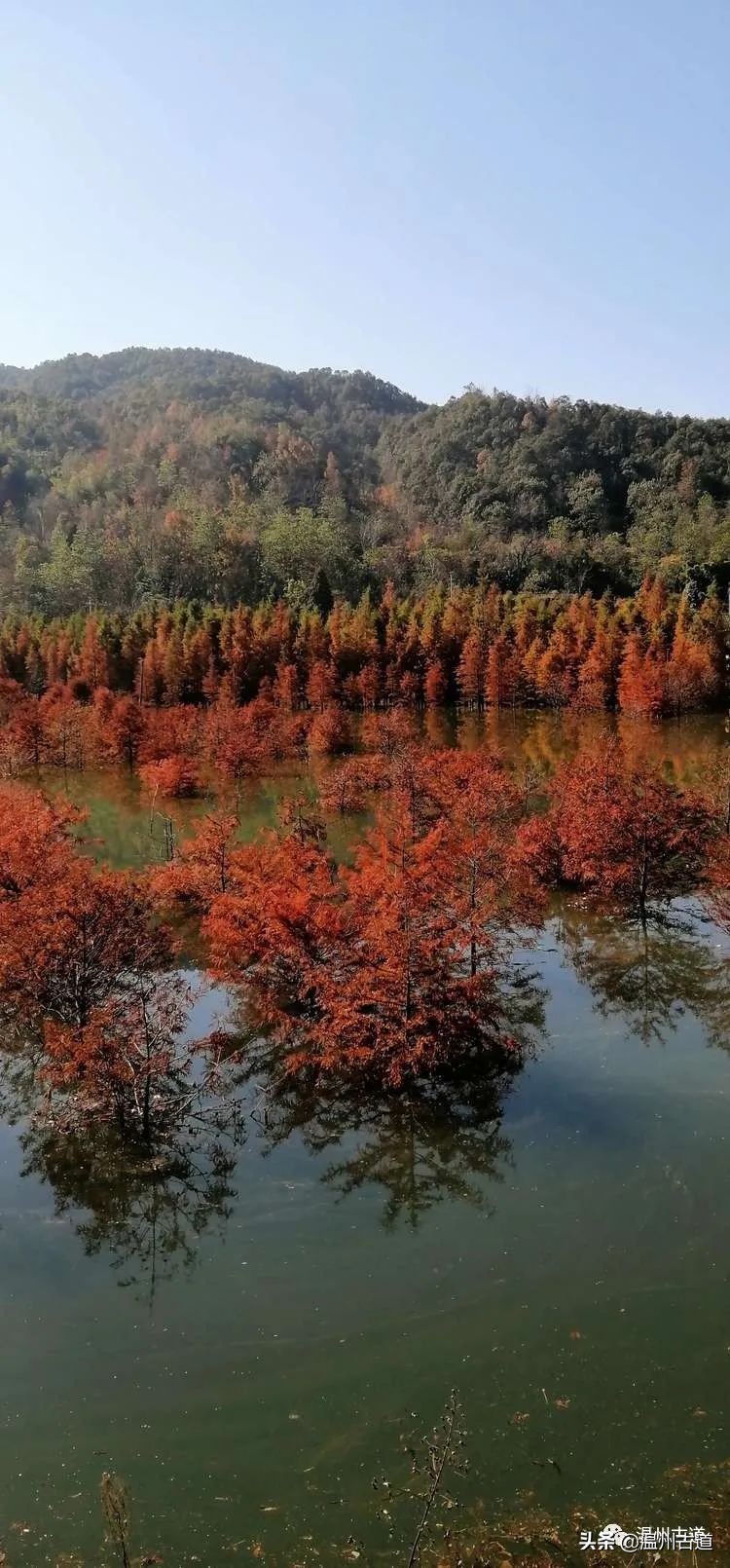 层林尽染，斑斓湖水，美如仙境的长潭湖红杉林