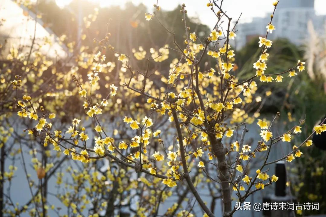 枝横碧玉天然瘦，蕾破黄金分外香