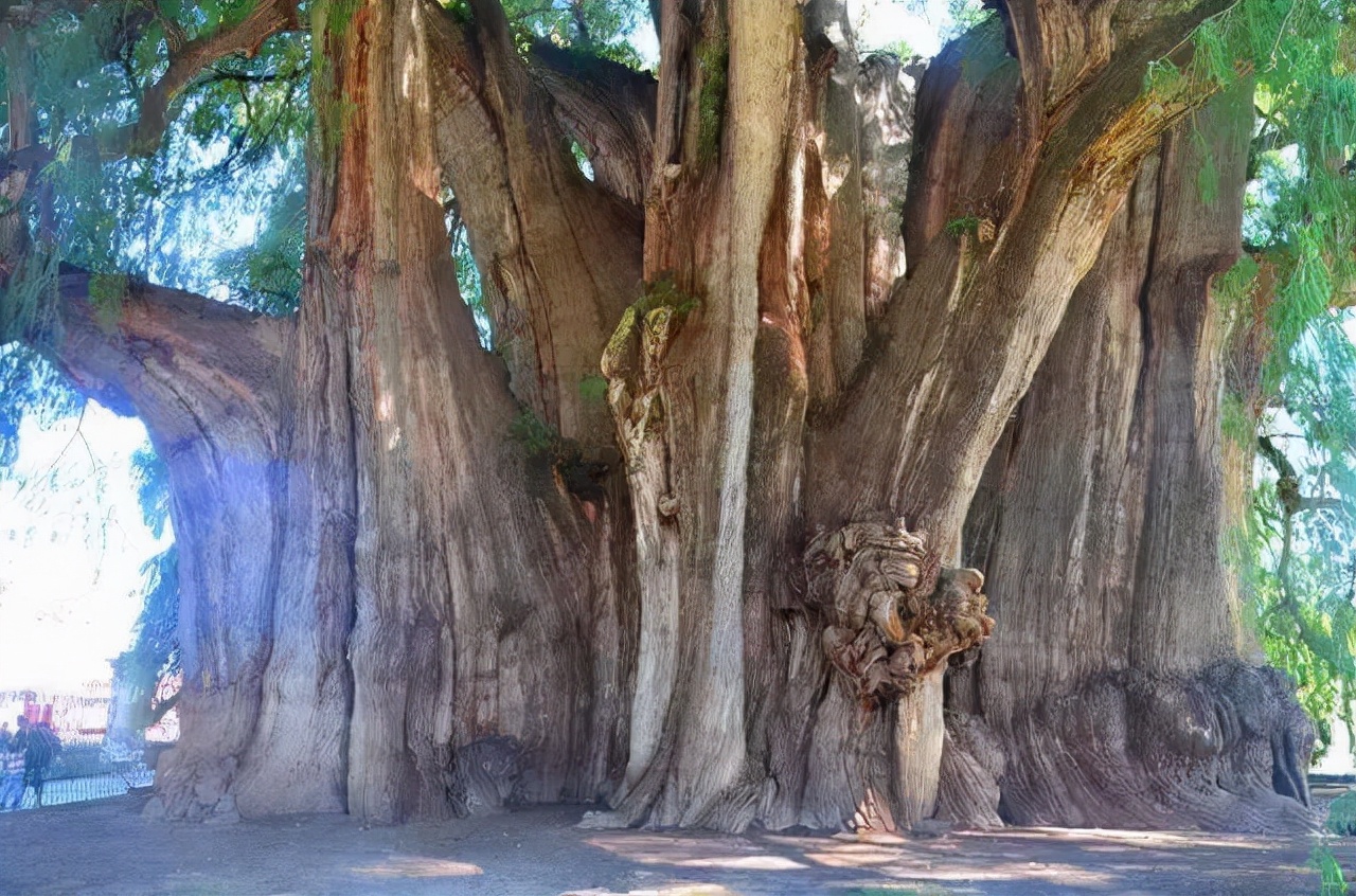 世界上最高的树排行前十名(世界上排名前8的"长寿树",有的已活几千年