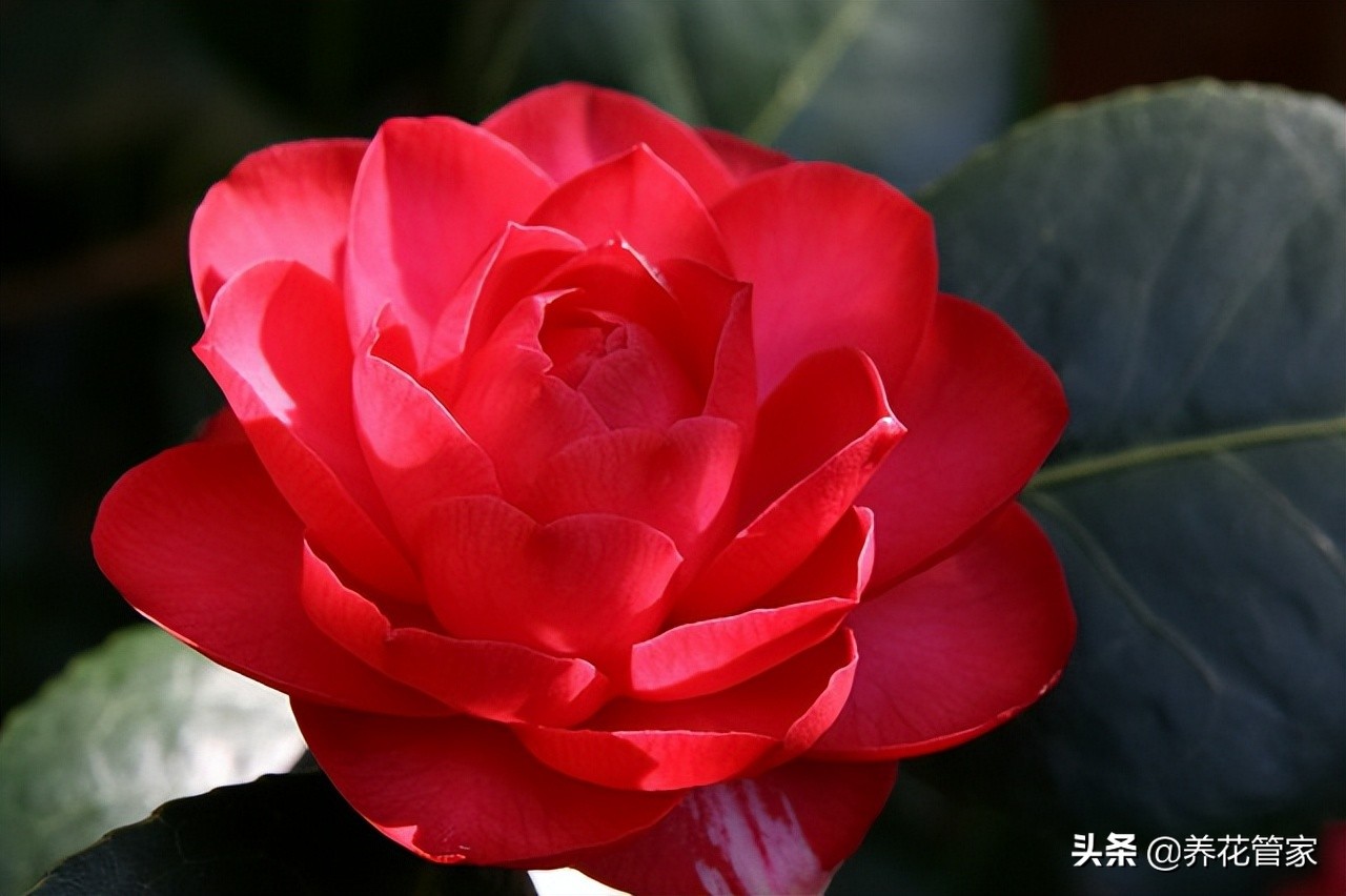 庭院种什么花最吉利(十种富贵花庭院栽一棵好养又吉祥)