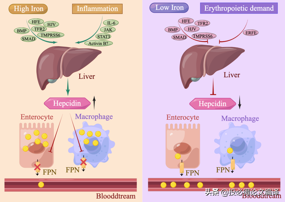那些漂亮的SCI论文插图一般用什么软件制作的？