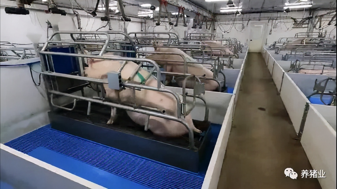 接种三价圆环2a、圆环2b、支原体疫苗的猪，生长显著优于二价疫苗