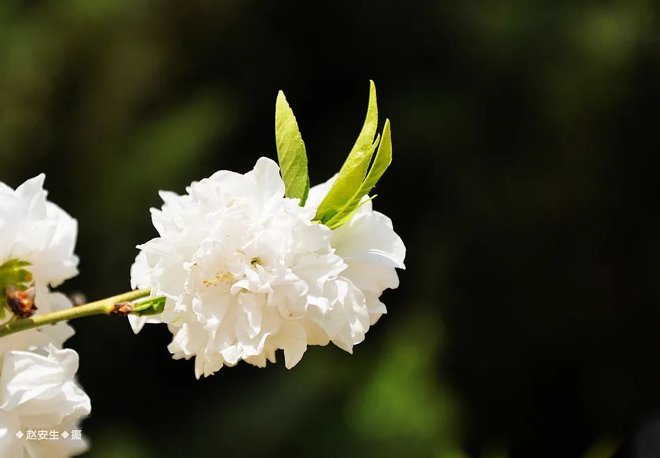 疫情挡不住春天的脚步，小编带你去看古城秦州的春暖花开