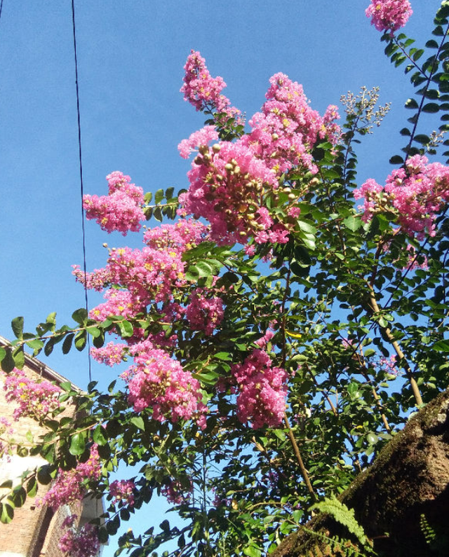 屋后种什么树有靠山（七种吉祥树屋后种一棵实用又旺家）