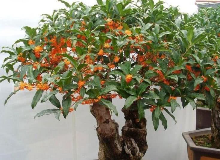 家里种桂花树吉利吗(排名第一最好的镇宅树)