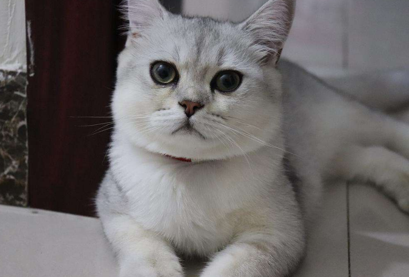 渐层猫图片(为什么越来越多人养"银渐层"?网友:养了就不想换猫了)
