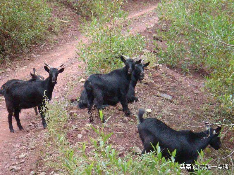 努比亚黑山羊图片（10大黑山羊品种盘点）