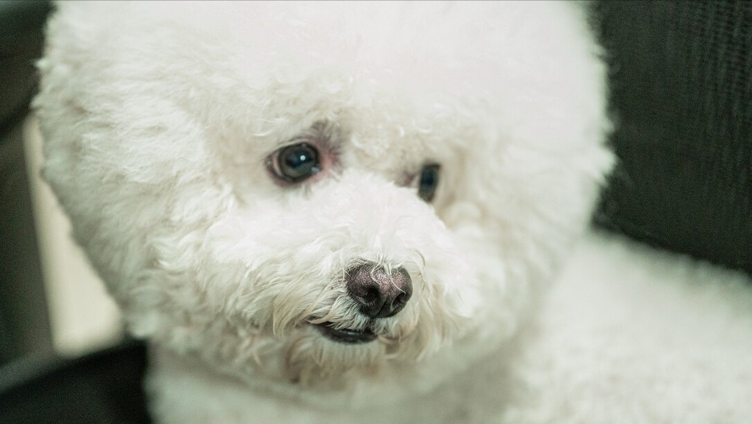 比熊犬好养吗？看看它的优缺点，就知道答案了