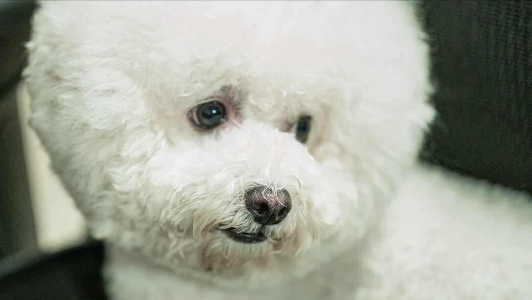 比熊犬图片及价格（最新的比熊犬市场行情价格）