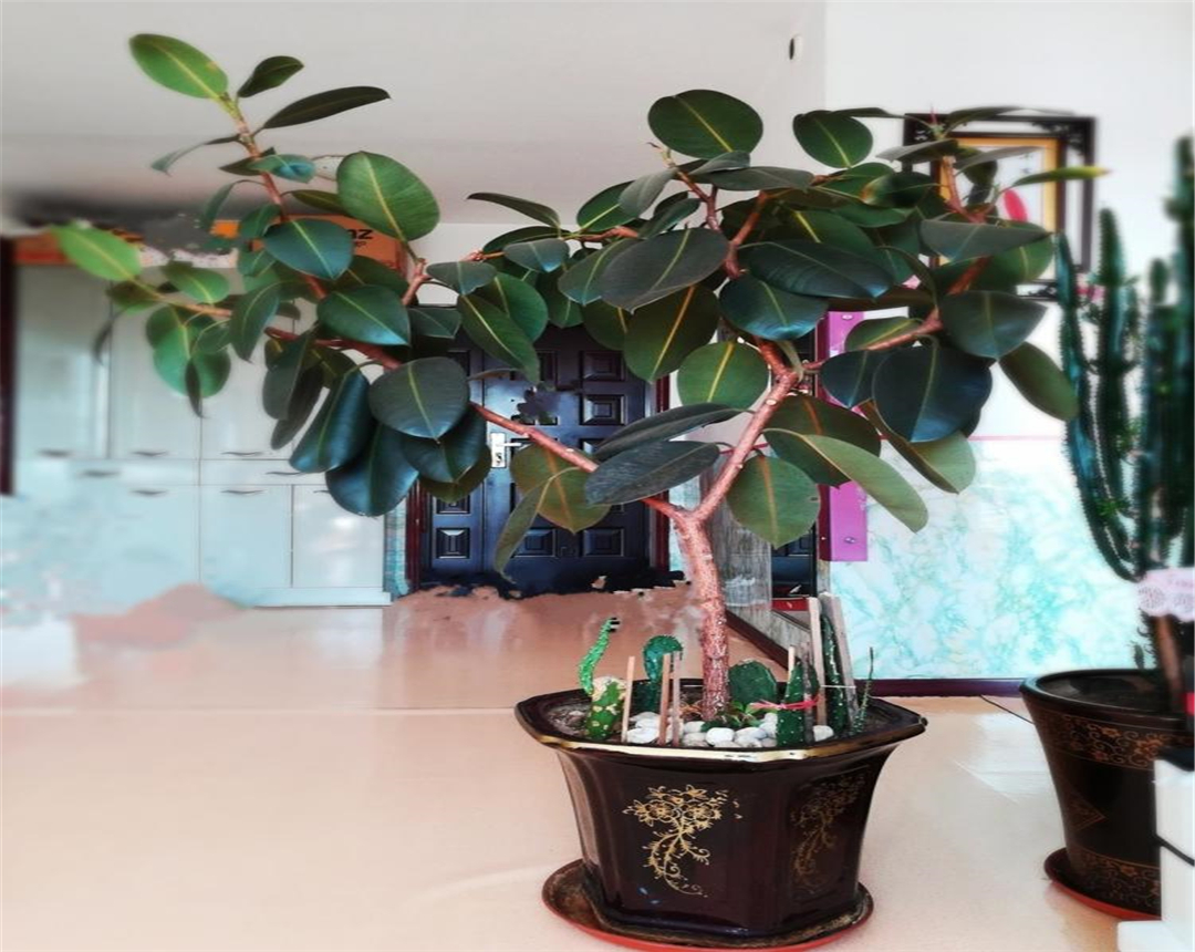 鲜花在屋里放，花旺人也旺！想要“旺人旺家”，养花首选这10种