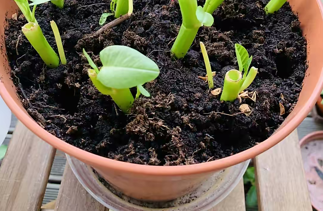 空心菜的种植方法和时间（一招一个月就能吃不停长不停吃）