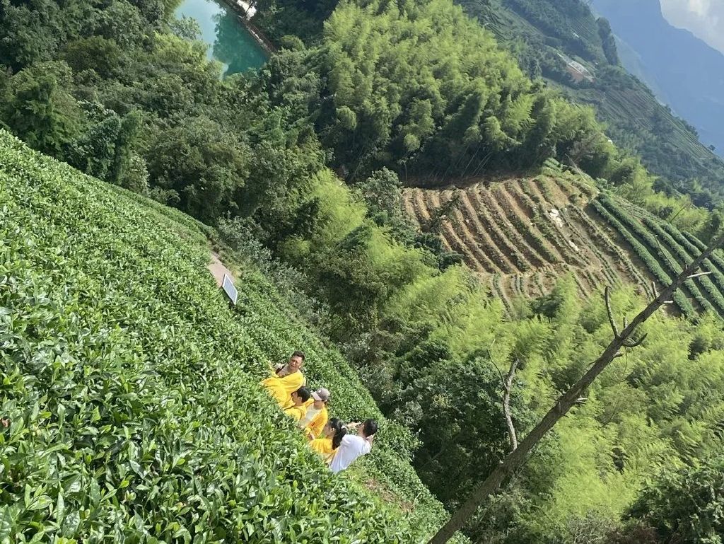 广福心道山东团队上山温习茶学，深度考察“两”厂底蕴