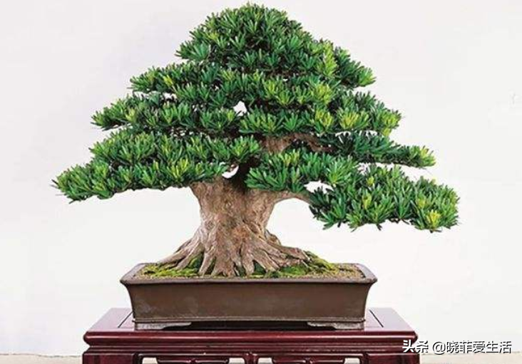 七种“黄金树”，子孙世代富，护宅守家，越养越“旺家”