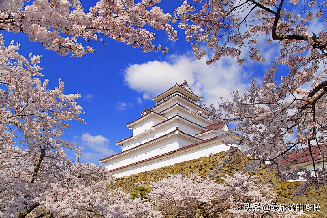 日本樱花图片（盘点大家都爱去的赏樱名地）