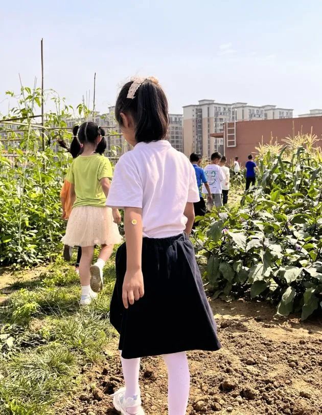 节气深耕.芒种节气｜成都高新区朝阳小学开展丰富多彩的节气活动
