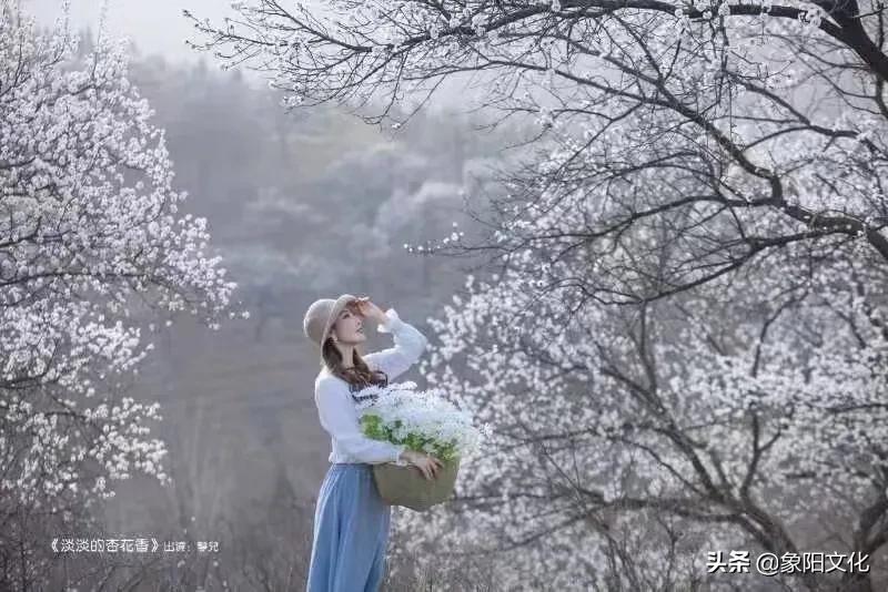 图说故事：《淡淡的杏花香》「149」