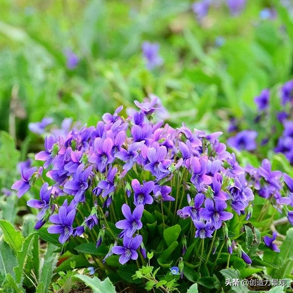 紫色的花有什么寓意（10种紫色系的花介绍）