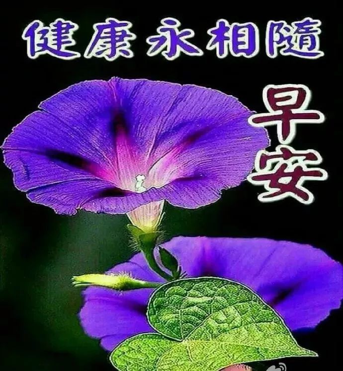 清晨聊天不用打字的祝福图片 早上好，记得带上自己的阳光图片