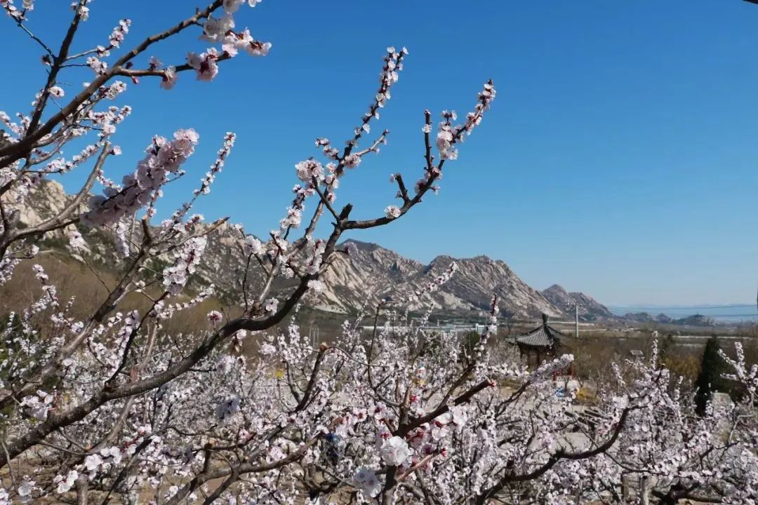 北京踏青好去处(清明假期登山赏花,北京这几个好去处不容错过!