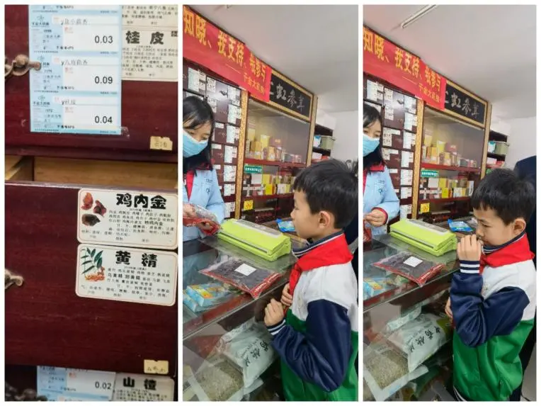 新竹二小开展“传承中医药文化探寻黄精之奥秘”综合实践活动