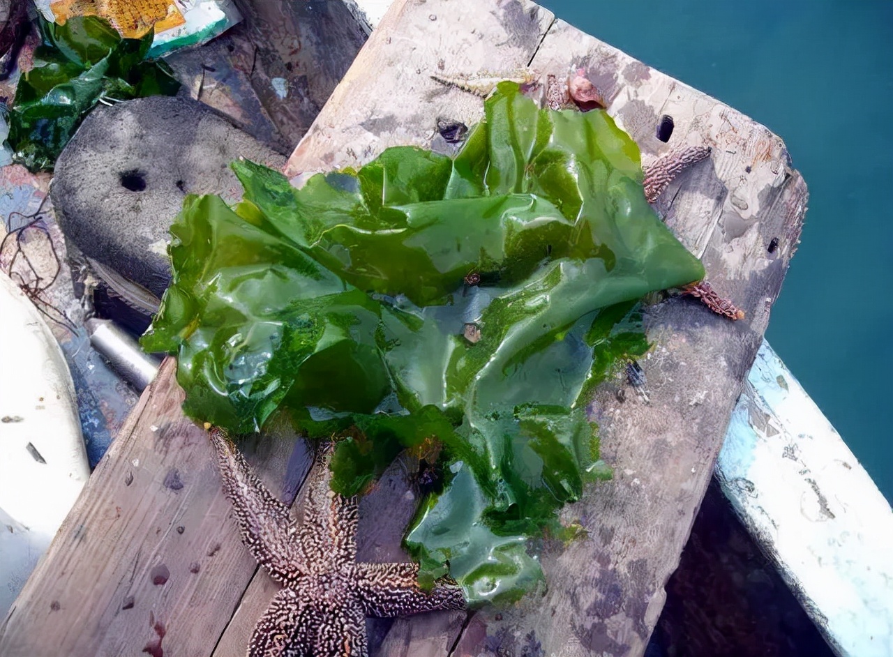 海白菜，送上岸的海洋资源