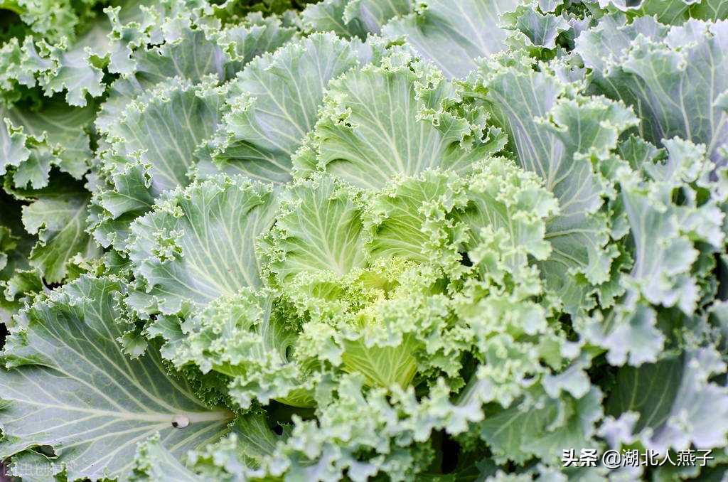 冬天8种绿色蔬菜含“高叶酸”要多吃，价格实惠，人人都吃得起
