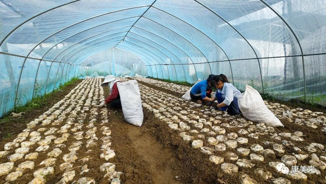 2022康美来大别山灵芝基地实地探访