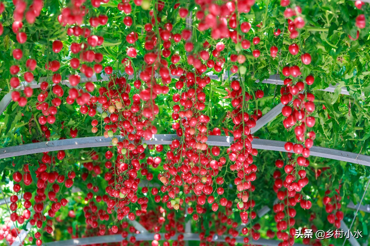 芸苔素的这5个黄金组合配方(芸苔素搭配)