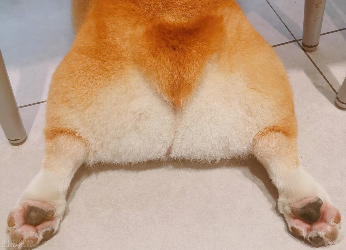 几种最旺财的狗狗，拥有一只暴富不是梦？