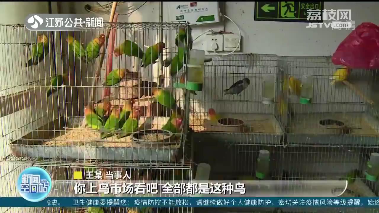 “江苏鹦鹉案”不起诉后 两高发布司法解释：买卖人工繁育动物一般不入罪