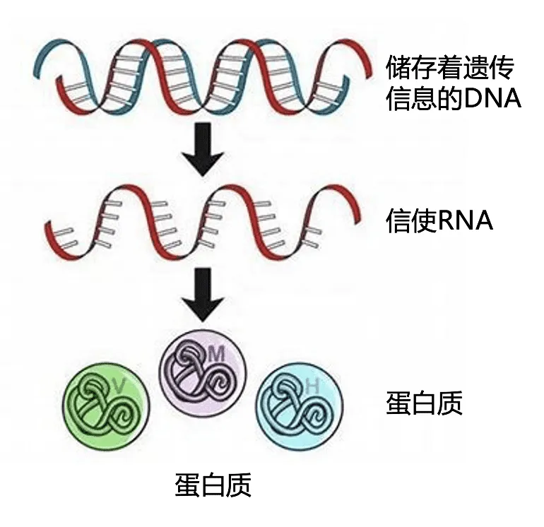 辉瑞疫苗摊上大事,原因不明的肝损伤也要注意这个病
