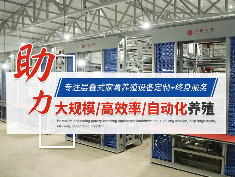 為啥夏季蛋雞腹瀉過料等腸道疾病反復(fù)不斷？一組簡圖帶您看明白