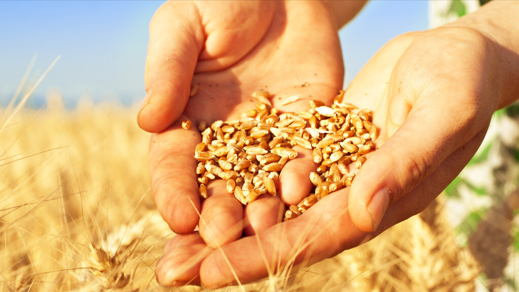 和中国小麦相比,俄麦的品质到底好在哪里?