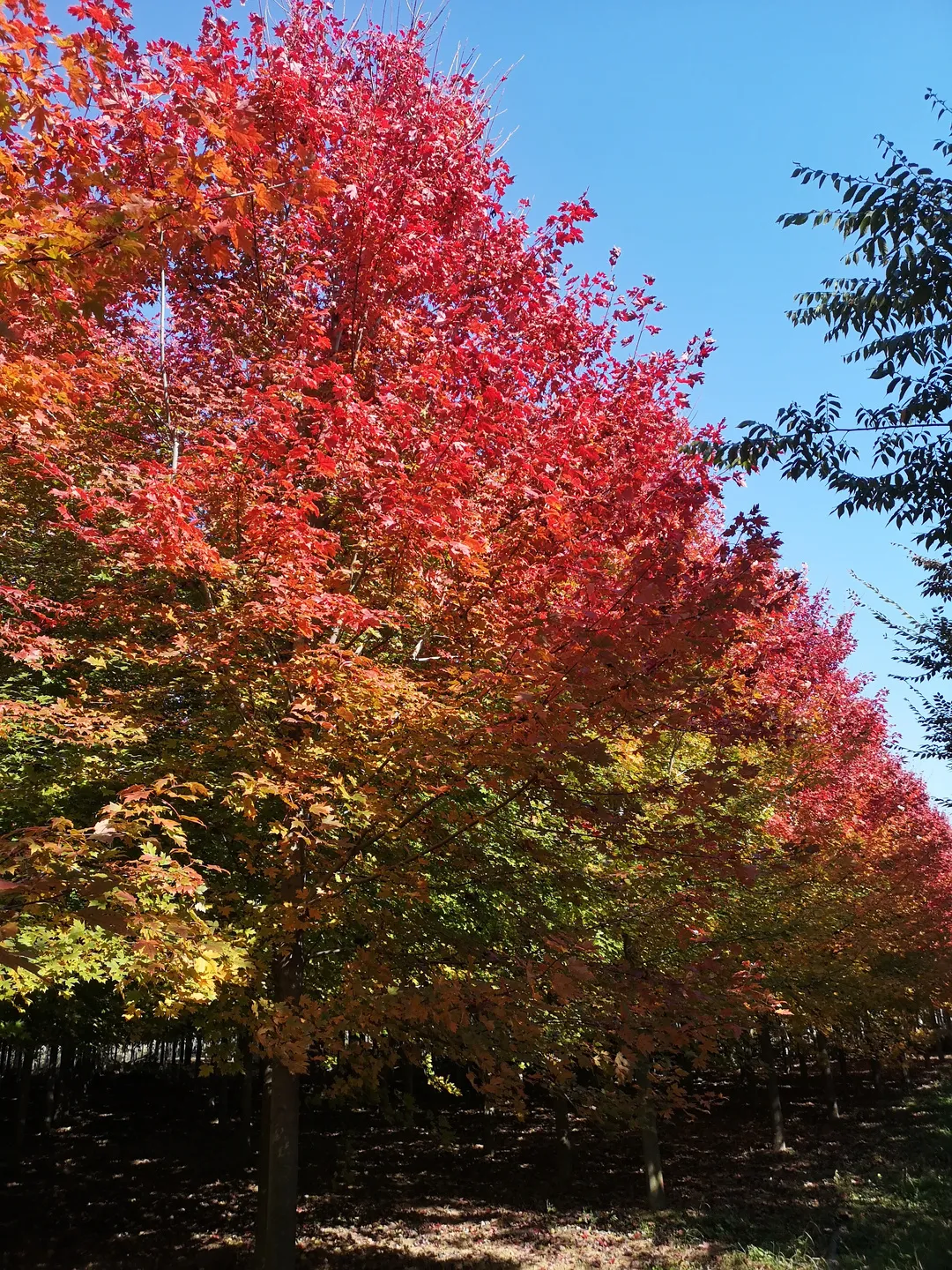 红枫是一个不错的品种,它具有春天乡土树种的那种绿,又有秋天层林尽染
