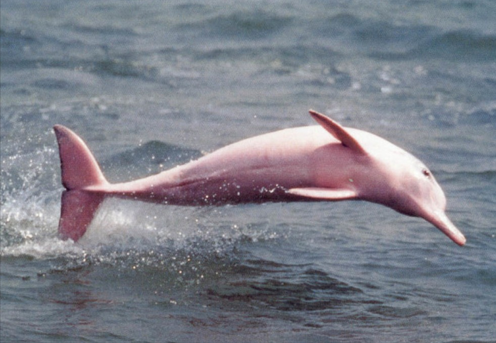 中华命名的海洋豚类(一文详聊中华白海豚)