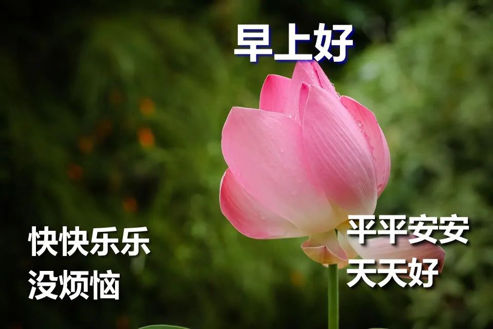 朋友圈早上好表情包大全,问候暖心,早安吉祥、平安顺心、健康如意图片