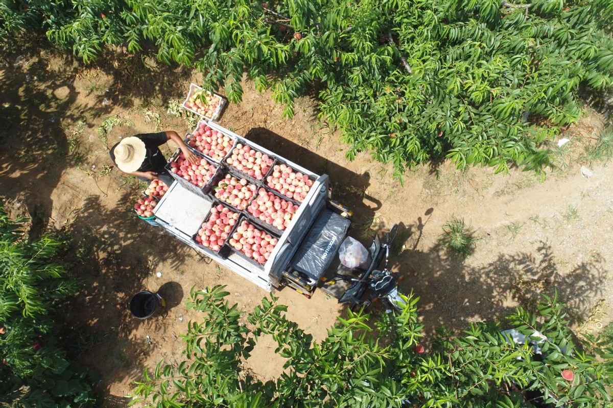 唐山市丰润区泉河头镇：桃子熟 采摘忙