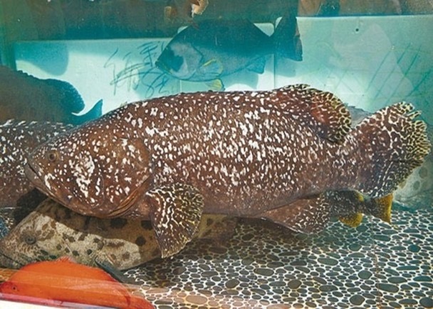 66岁周润发现身海鲜档，大方给店员红包，皱纹明显仍难掩男神气质